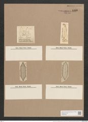 Navicula iridis var. amphirgomphus Ehrenb. (de-Toni-Nr.: Genus 1, Species 552) Zeichnungen Sammlung Grunow Nr. 1100 (NHMW-BOT-W0367664)
